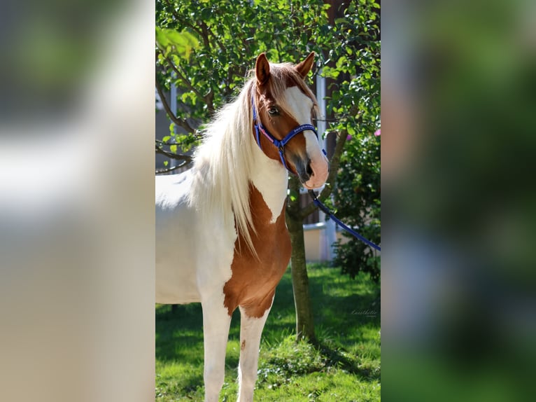 IJslander Merrie 5 Jaar Gevlekt-paard in Straßwalchen