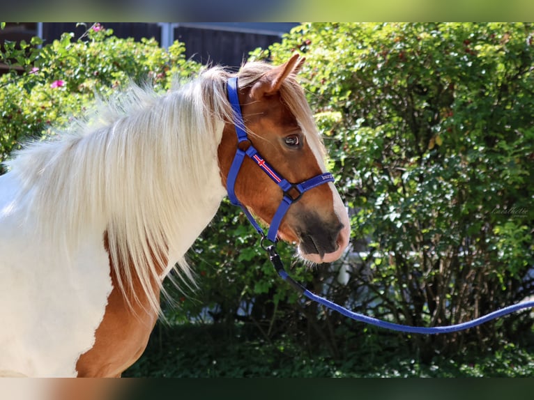 IJslander Merrie 5 Jaar Gevlekt-paard in Straßwalchen