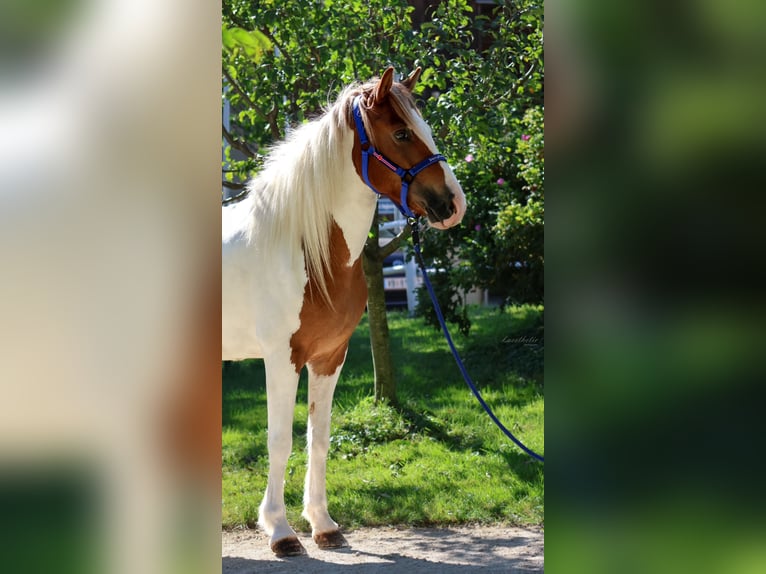 IJslander Merrie 5 Jaar Gevlekt-paard in Straßwalchen