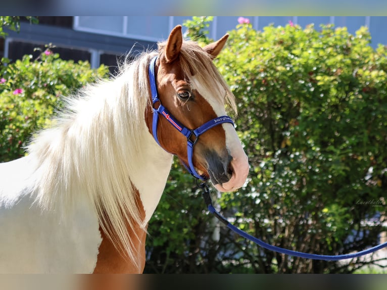 IJslander Merrie 5 Jaar Gevlekt-paard in Straßwalchen