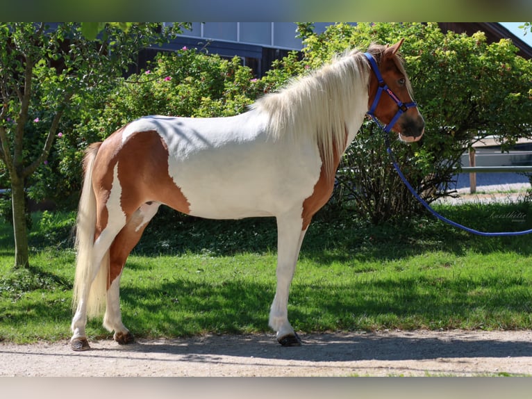 IJslander Merrie 5 Jaar Gevlekt-paard in Straßwalchen