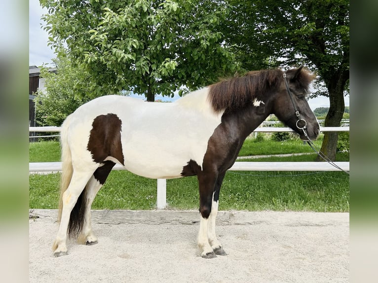 IJslander Merrie 5 Jaar Gevlekt-paard in Straßwalchen