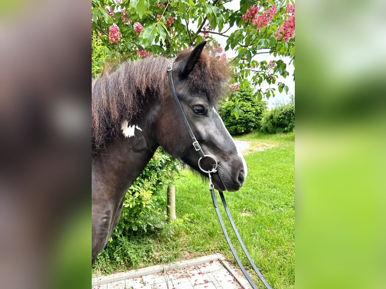 IJslander Merrie 5 Jaar Gevlekt-paard in Straßwalchen