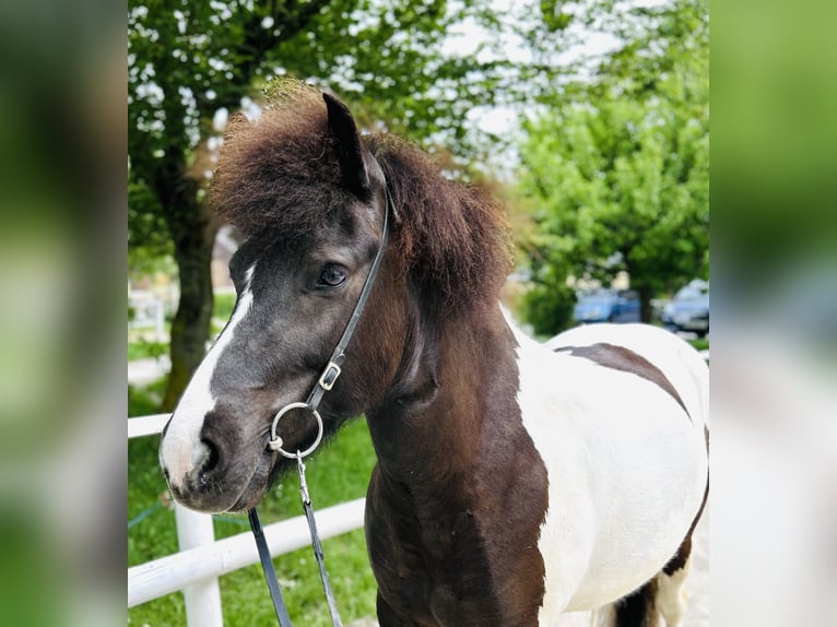 IJslander Merrie 5 Jaar Gevlekt-paard in Straßwalchen