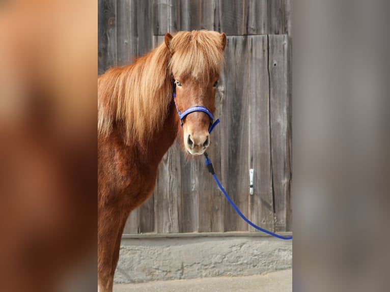 IJslander Merrie 5 Jaar Vos in Straßwalchen