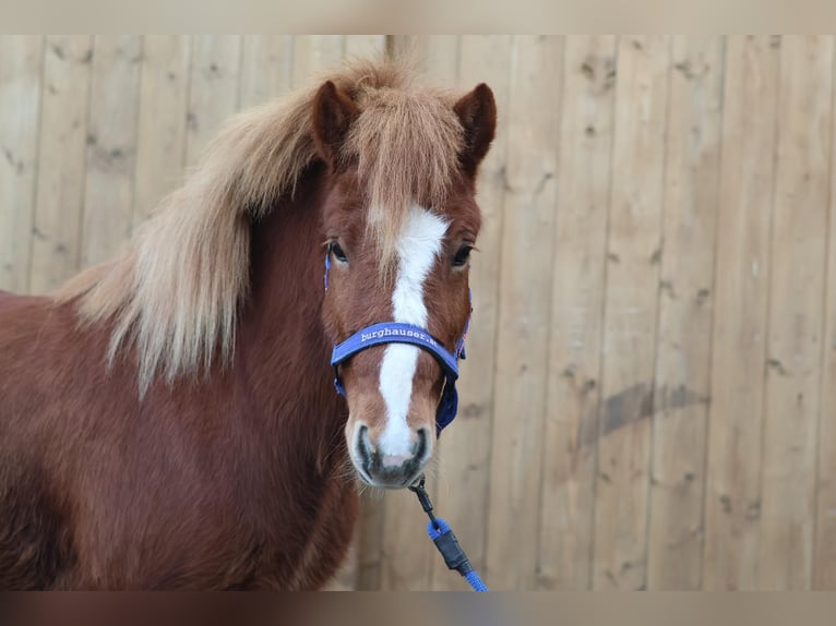 IJslander Merrie 5 Jaar Vos in Straßwalchen