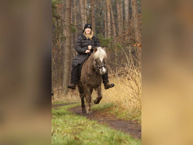 IJslander Merrie 6 Jaar 130 cm in Ribbesbüttel