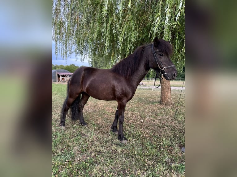 IJslander Merrie 6 Jaar 130 cm Zwart in Rastatt
