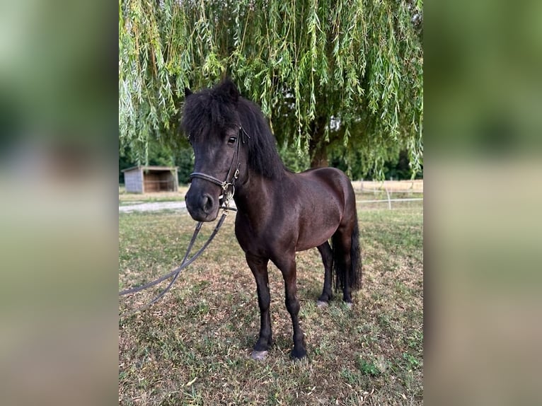 IJslander Merrie 6 Jaar 130 cm Zwart in Rastatt