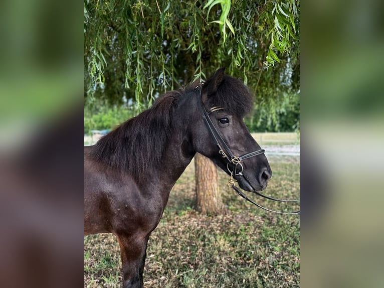 IJslander Merrie 6 Jaar 130 cm Zwart in Rastatt