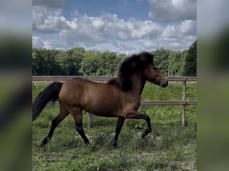 IJslander Merrie 6 Jaar 135 cm Bruin in Neuenkirchen