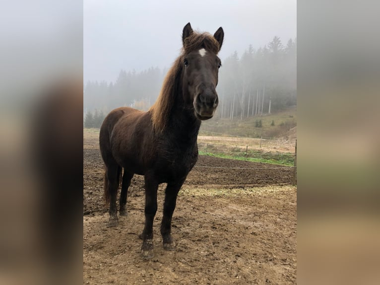 IJslander Merrie 6 Jaar 135 cm Zwart in Kumberg