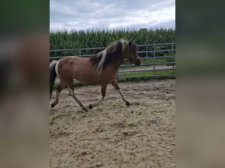 IJslander Merrie 6 Jaar 137 cm Gevlekt-paard in Geestland