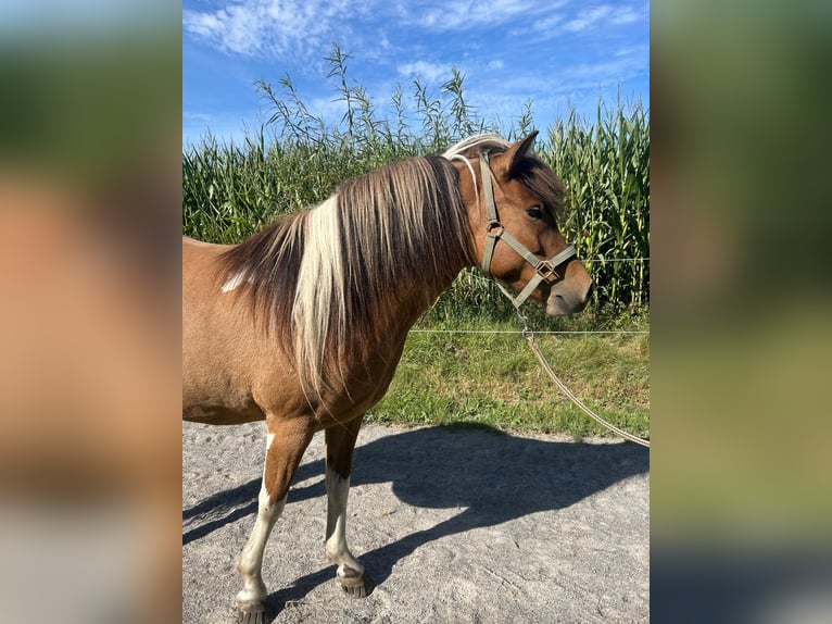 IJslander Merrie 6 Jaar 137 cm Gevlekt-paard in Geestland