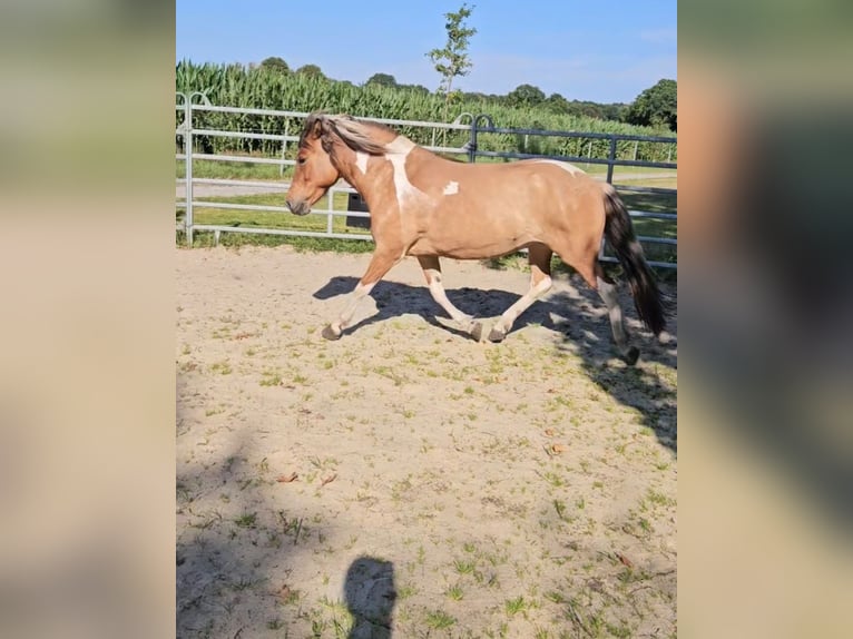 IJslander Merrie 6 Jaar 137 cm Gevlekt-paard in Geestland