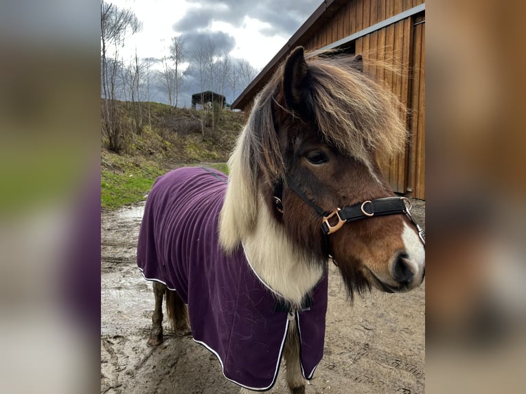 IJslander Merrie 6 Jaar 137 cm Gevlekt-paard in Kaufungen