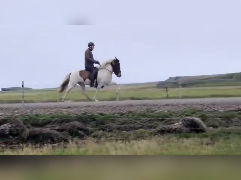 IJslander Merrie 6 Jaar 137 cm Gevlekt-paard in Kaufungen