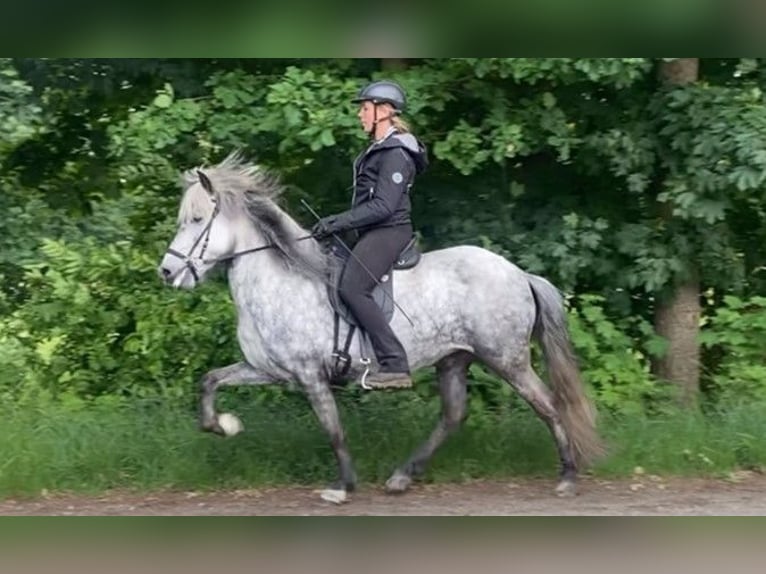 IJslander Merrie 6 Jaar 137 cm Schimmel in Schneverdingen