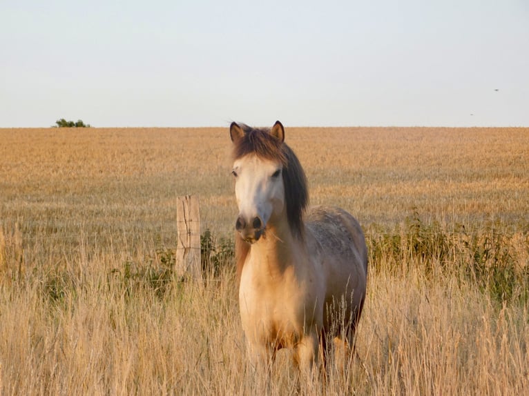 IJslander Merrie 6 Jaar 138 cm Buckskin in Sanitz