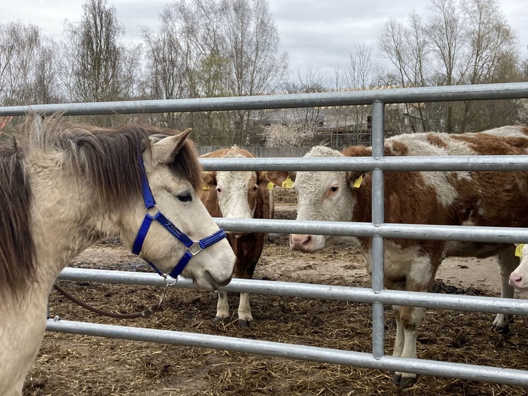 IJslander Merrie 6 Jaar 138 cm Buckskin in Sanitz