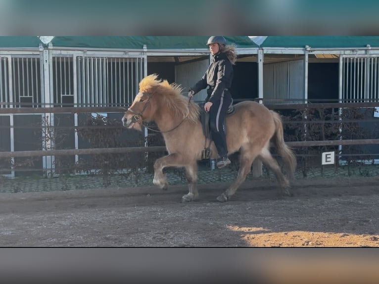 IJslander Merrie 6 Jaar 138 cm Falbe in Fronreute