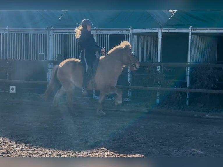 IJslander Merrie 6 Jaar 138 cm Falbe in Fronreute