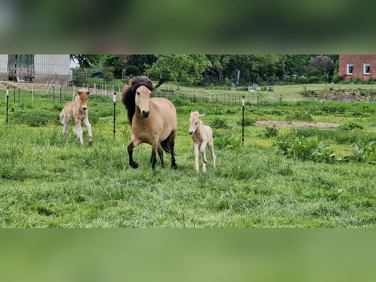 IJslander Merrie 6 Jaar 138 cm in Blunk