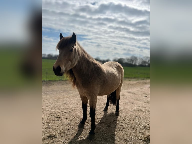 IJslander Merrie 6 Jaar 138 cm in Blunk