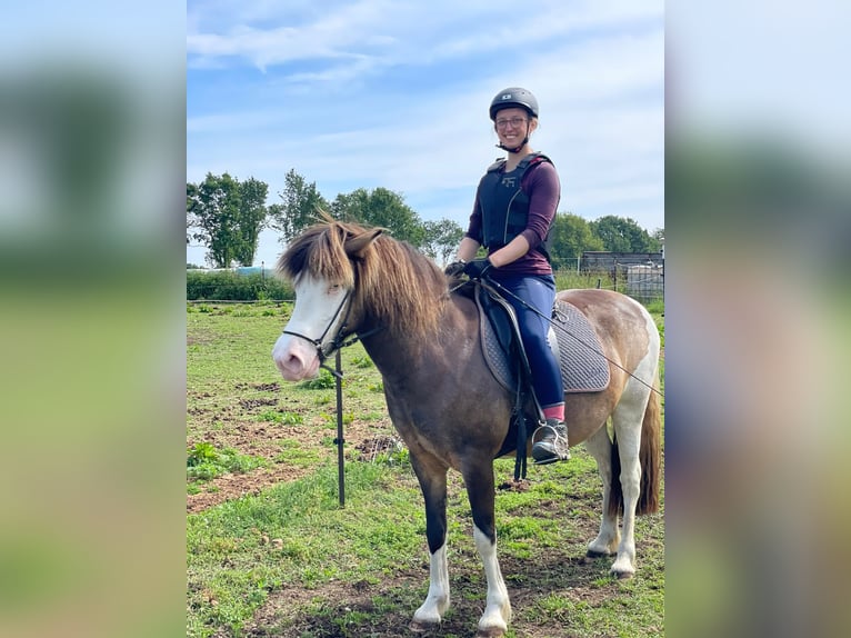 IJslander Merrie 6 Jaar 138 cm  in Blunk