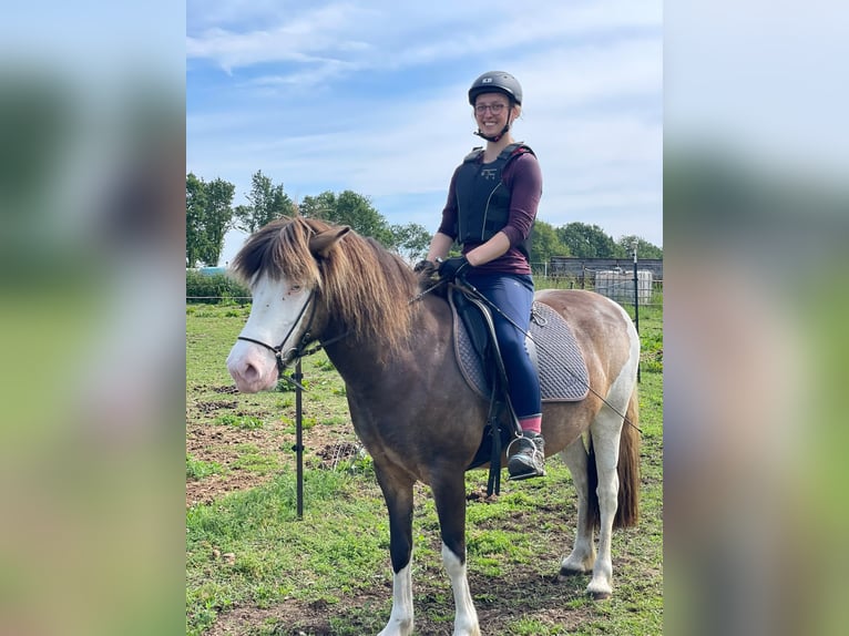 IJslander Merrie 6 Jaar 138 cm  in Blunk