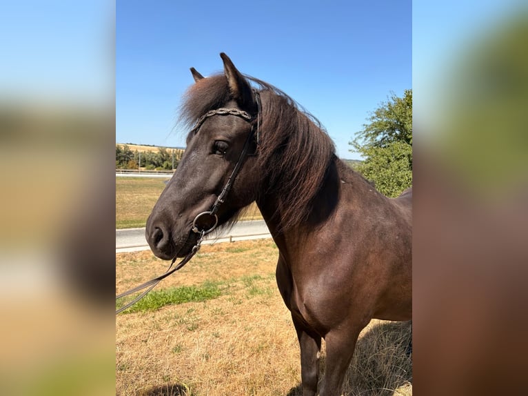 IJslander Merrie 6 Jaar 138 cm Zwart in Wehrheim