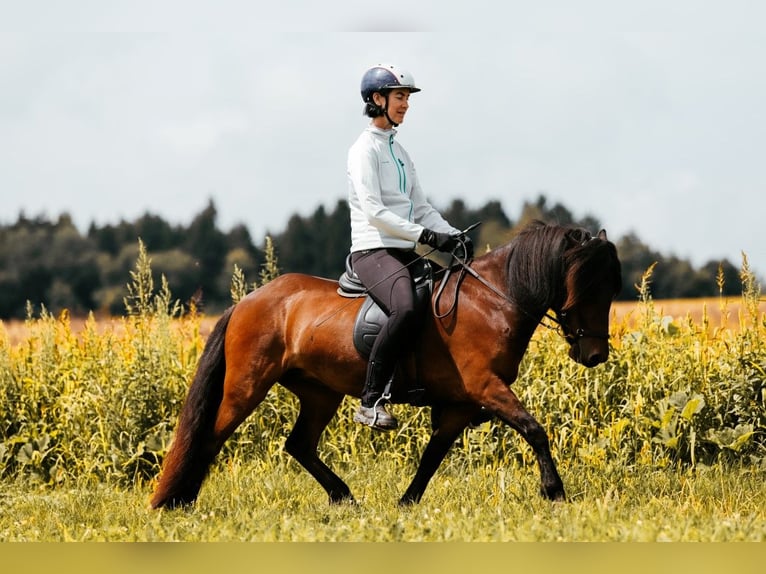 IJslander Merrie 6 Jaar 139 cm Bruin in Taufkirchen an der Trattnach