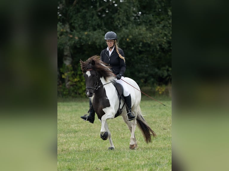 IJslander Merrie 6 Jaar 139 cm Gevlekt-paard in Wahrenholz