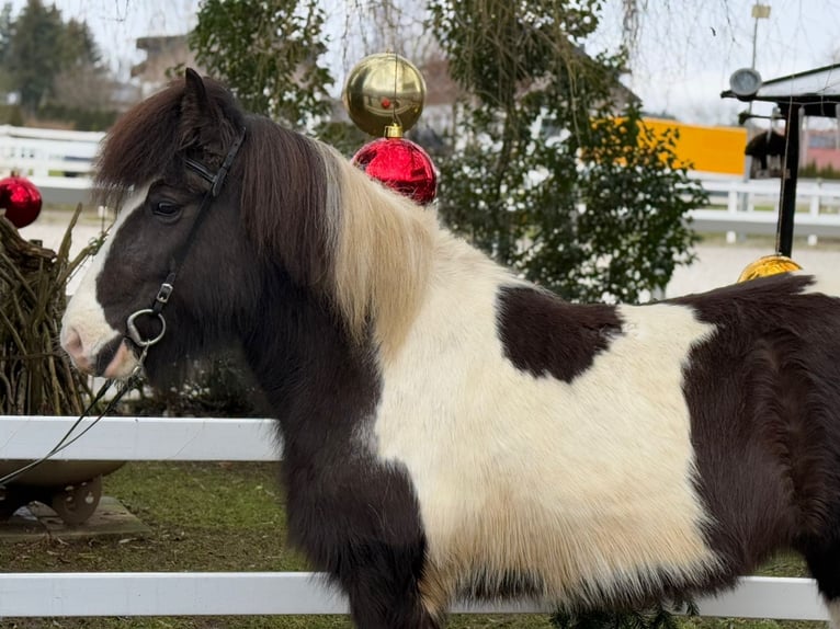 IJslander Merrie 6 Jaar 139 cm Gevlekt-paard in Lochen am See