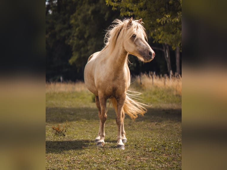 IJslander Merrie 6 Jaar 139 cm Palomino in Königswinter