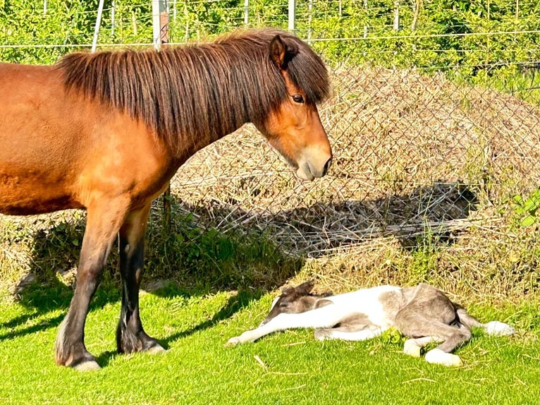 IJslander Merrie 6 Jaar 139 cm Roodbruin in Haiming