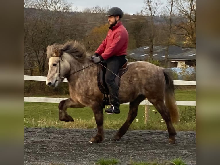 IJslander Merrie 6 Jaar 140 cm Schimmel in Elsoff (Westerwald)