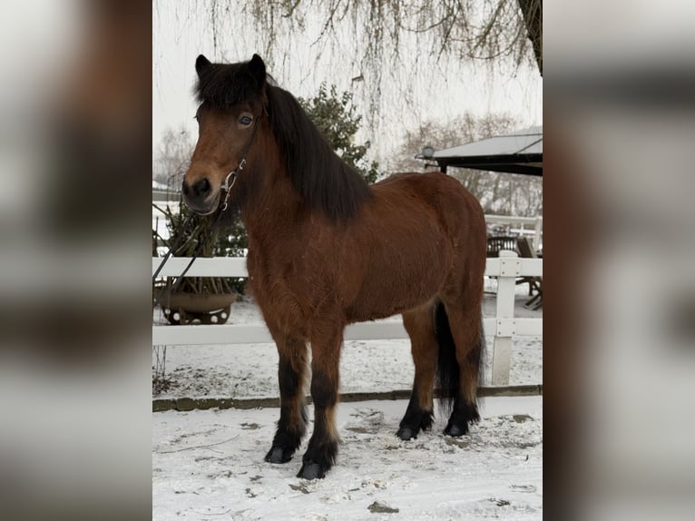 IJslander Merrie 6 Jaar 141 cm Bruin in Lochen am See