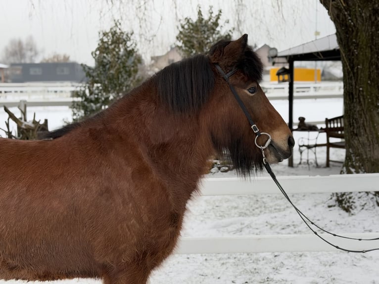 IJslander Merrie 6 Jaar 141 cm Bruin in Lochen am See