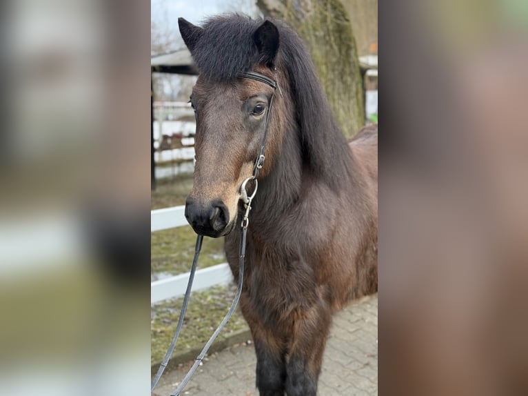 IJslander Merrie 6 Jaar 141 cm Donkerbruin in Lochen am See