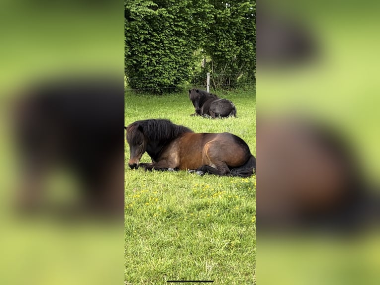 IJslander Merrie 6 Jaar 142 cm Bruin in Haderslev