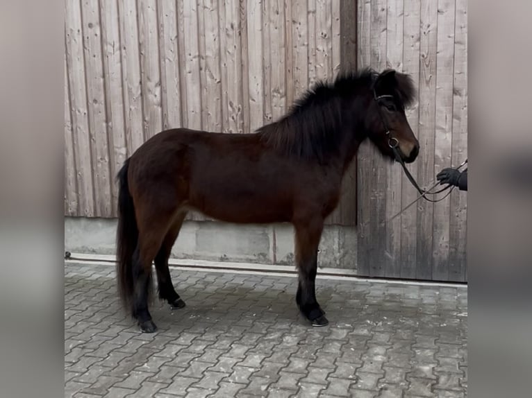 IJslander Merrie 6 Jaar 142 cm Bruin in Backnang