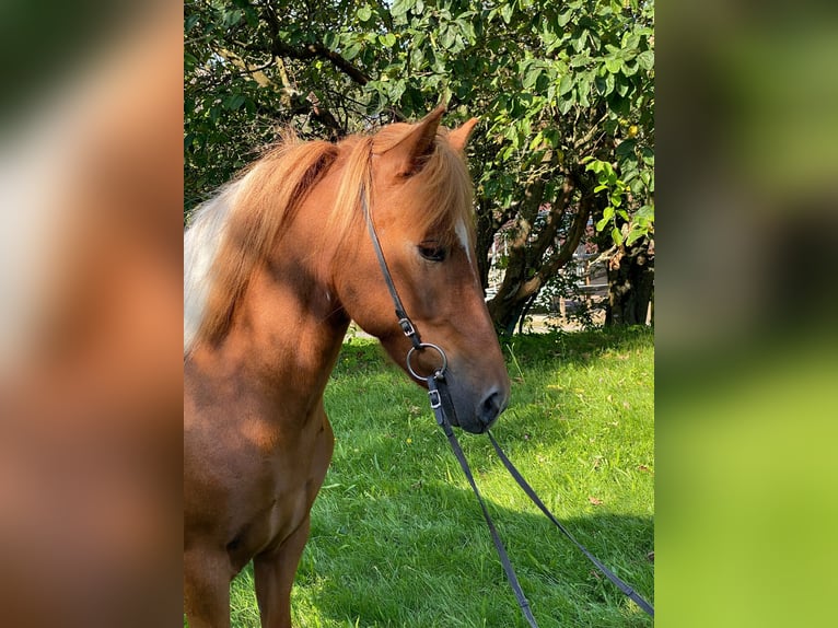 IJslander Merrie 6 Jaar 143 cm Gevlekt-paard in Lautertal