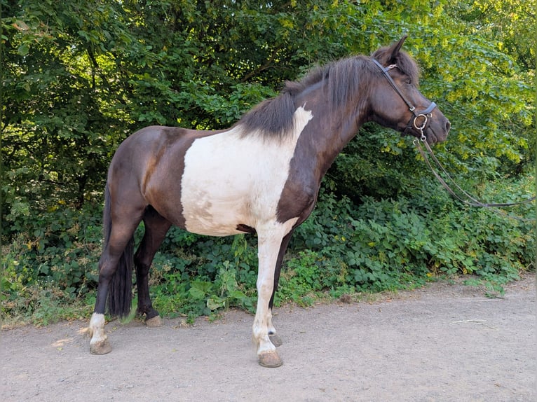 IJslander Merrie 6 Jaar 143 cm Gevlekt-paard in Saarbrücken