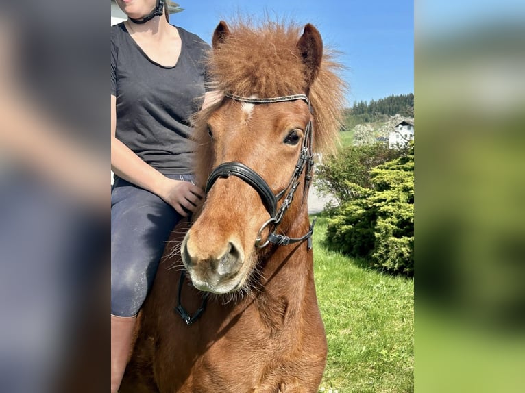 IJslander Merrie 6 Jaar 143 cm Vos in Pelmberg