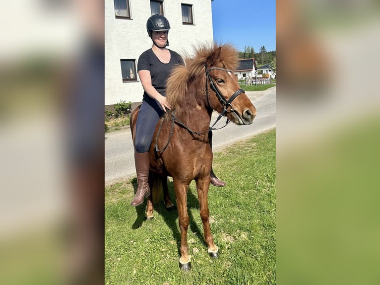 IJslander Merrie 6 Jaar 143 cm Vos in Pelmberg