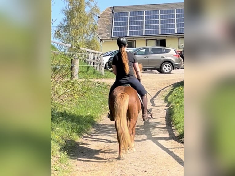 IJslander Merrie 6 Jaar 143 cm Vos in Pelmberg