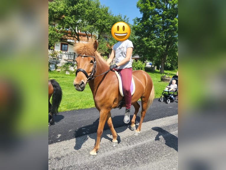 IJslander Merrie 6 Jaar 143 cm Vos in Pelmberg