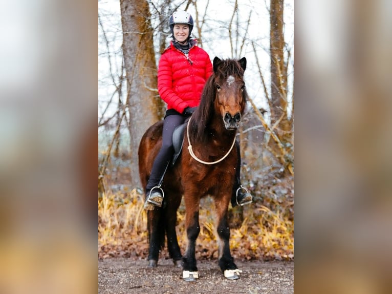 IJslander Merrie 6 Jaar 144 cm Bruin in Taufkirchen an der Trattnach