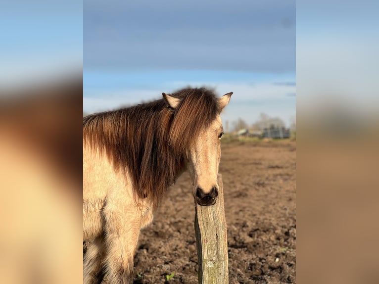 IJslander Merrie 6 Jaar 144 cm in Blunk